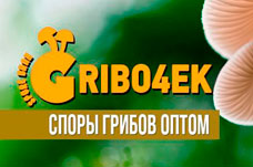 Споры грибов оптом - Gribo4ek