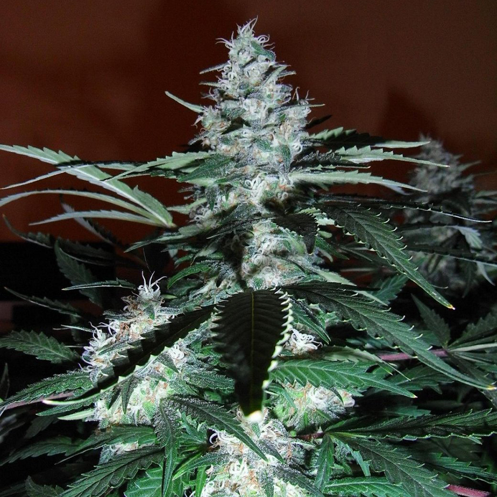 Black Domina feminised