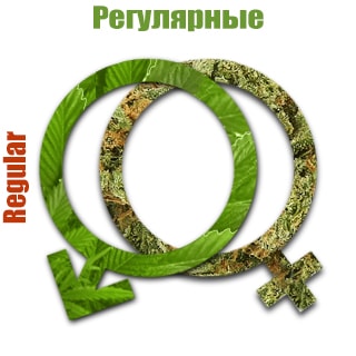 Регулярные сорта конопли