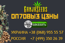 Оптовые цены на семена конопли GanjaSeeds – 0,29 евро за 1 семя!