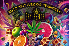 Auto Zkittlez OG feminised GanjaSeeds - баланс индики и сативы